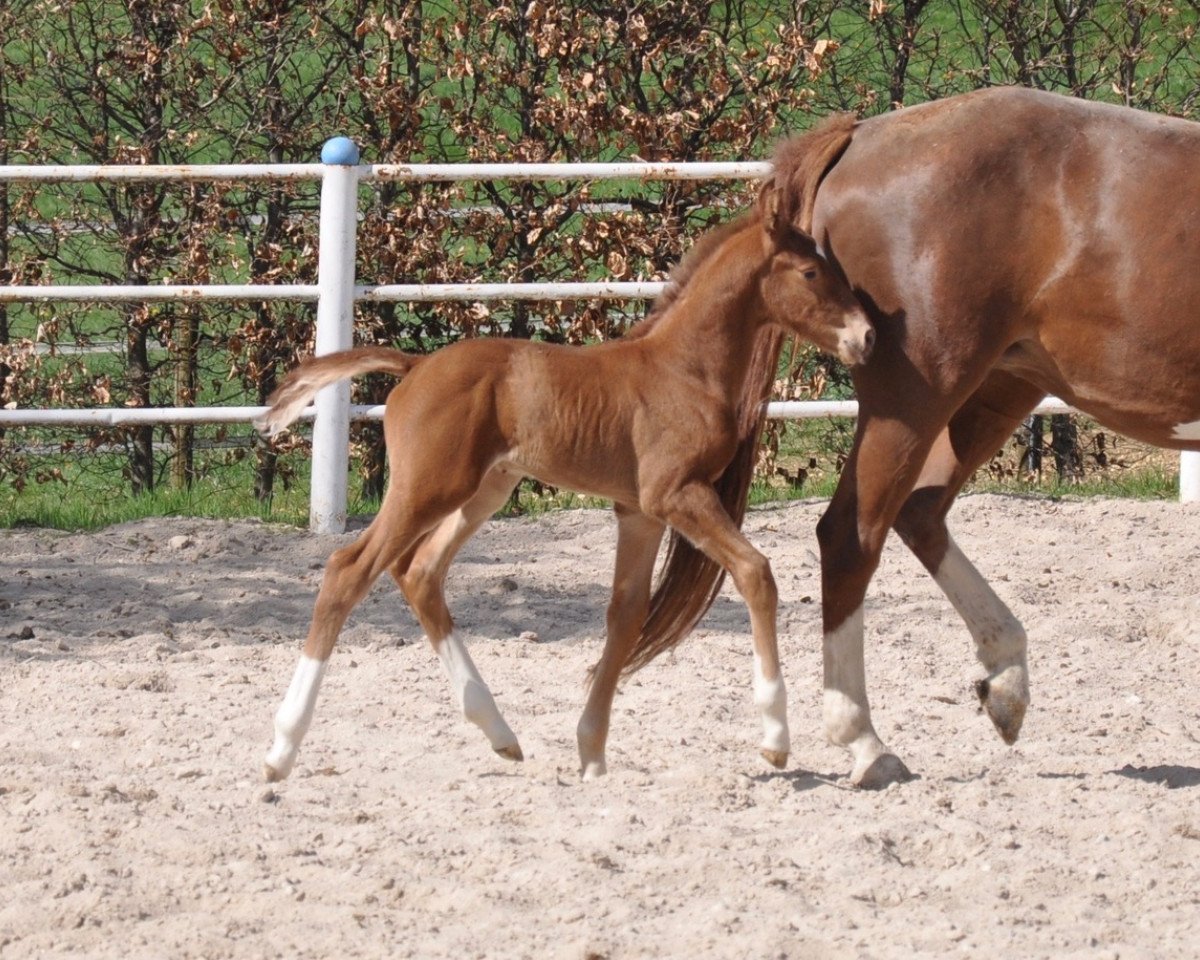 Pferd Valentino100 (KWPN (Niederländisches Warmblut), 2019, von Vitalis)