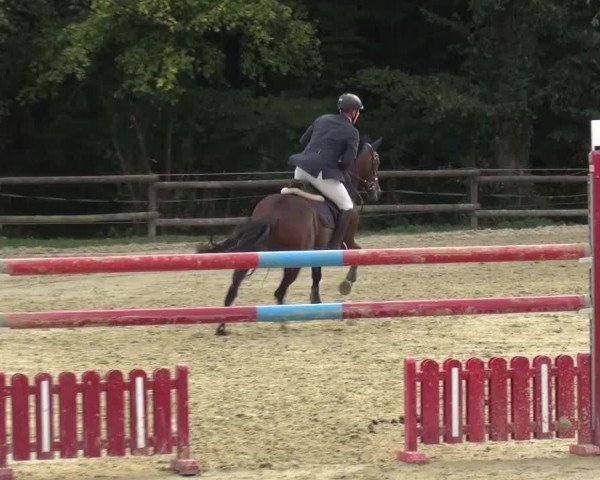 Reitturnier Bergisch Gladbach-Paffrath 2016