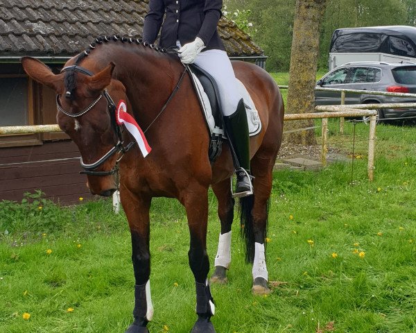 dressage horse Destiny's Way (Oldenburg, 2004, from Donnerschwee)