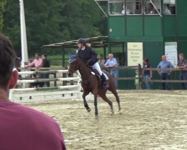 Reitturnier Bergisch Gladbach-Paffrath 2016