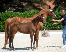 horse Stute von Captain Jack / Ramzes Ben Gald (German Riding Pony, 2019, from Captain Jack 44)