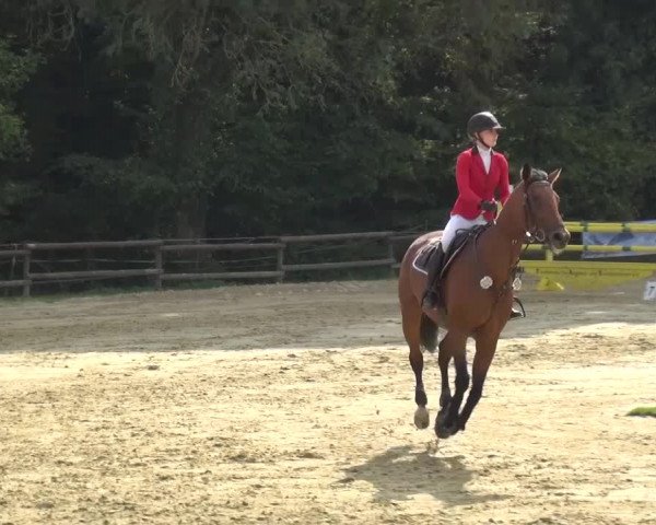 Reitturnier Bergisch Gladbach-Paffrath 2016