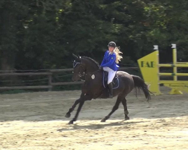 Reitturnier Bergisch Gladbach-Paffrath 2016