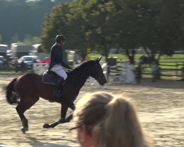 Reitturnier Bergisch Gladbach-Paffrath 2016