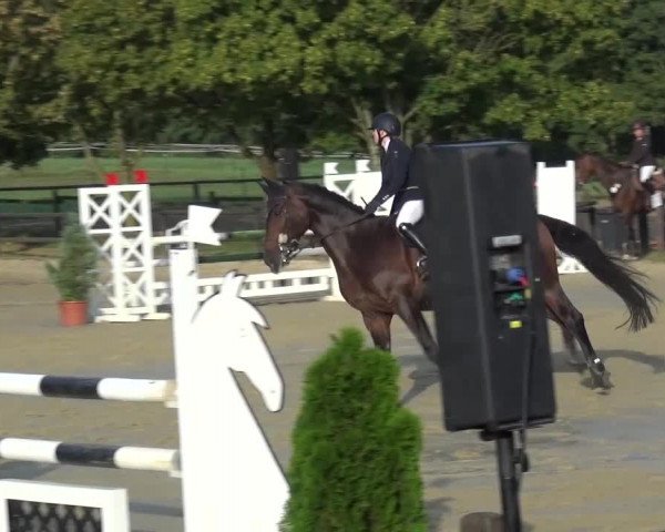 Reitturnier Bergisch Gladbach-Paffrath 2016
