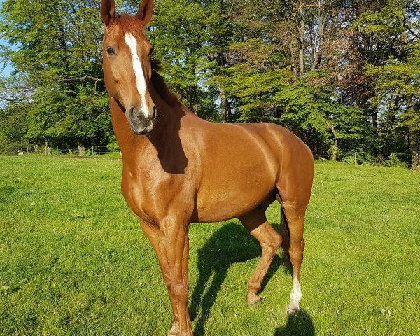 horse Storymaker (Pinto / Hunter, 2011, from Self Esteem)
