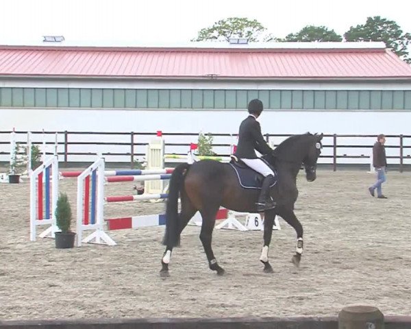 Reitturnier HH-Klein Offenseth/Hell-Stallion-Stud 2016