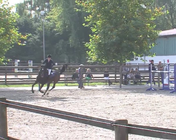Reitturnier HH-Klein Offenseth/Hell-Stallion-Stud 2016