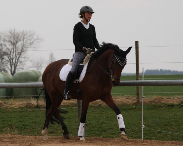 broodmare Alegria (Bavarian, 2004, from Royaldik)