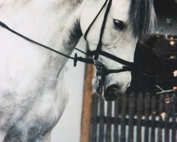 broodmare Nena (Pura Raza Espanola (PRE), 1993, from Arrogante II) broodmare Nena (Pura Raza Espanola (PRE), 1993, from Arrogante II)
