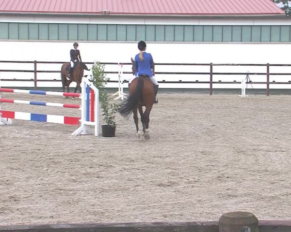 Reitturnier HH-Klein Offenseth/Hell-Stallion-Stud 2016
