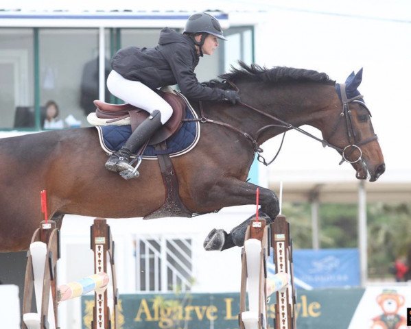 jumper Caro (Westphalian, 2011, from Congress)