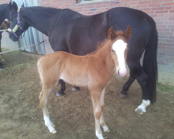 dressage horse Fürst Frederico (Westphalian, 2019, from Fürst Samarant)