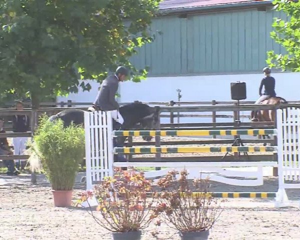 Reitturnier HH-Klein Offenseth/Hell-Stallion-Stud 2016