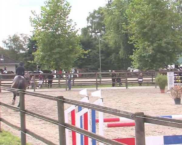 Reitturnier HH-Klein Offenseth/Hell-Stallion-Stud 2016