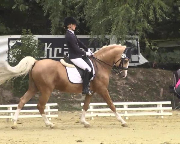 Nordbadische Meisterschaften Dressur 2016