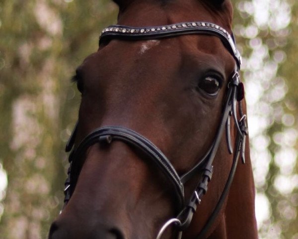 Dressurpferd Rolling Stones (Rumänisches Warmblut, 2004, von Cantemir)