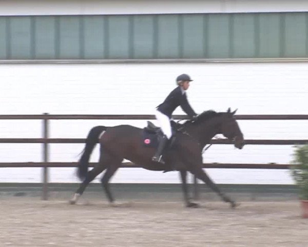 Reitturnier HH-Klein Offenseth/Hell-Stallion-Stud 2016