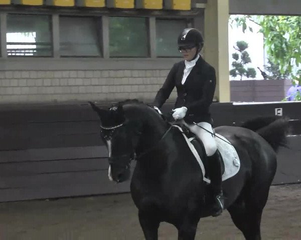 Nordbadische Meisterschaften Dressur 2016