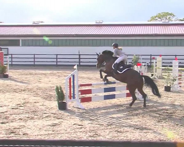 Reitturnier HH-Klein Offenseth/Hell-Stallion-Stud 2016