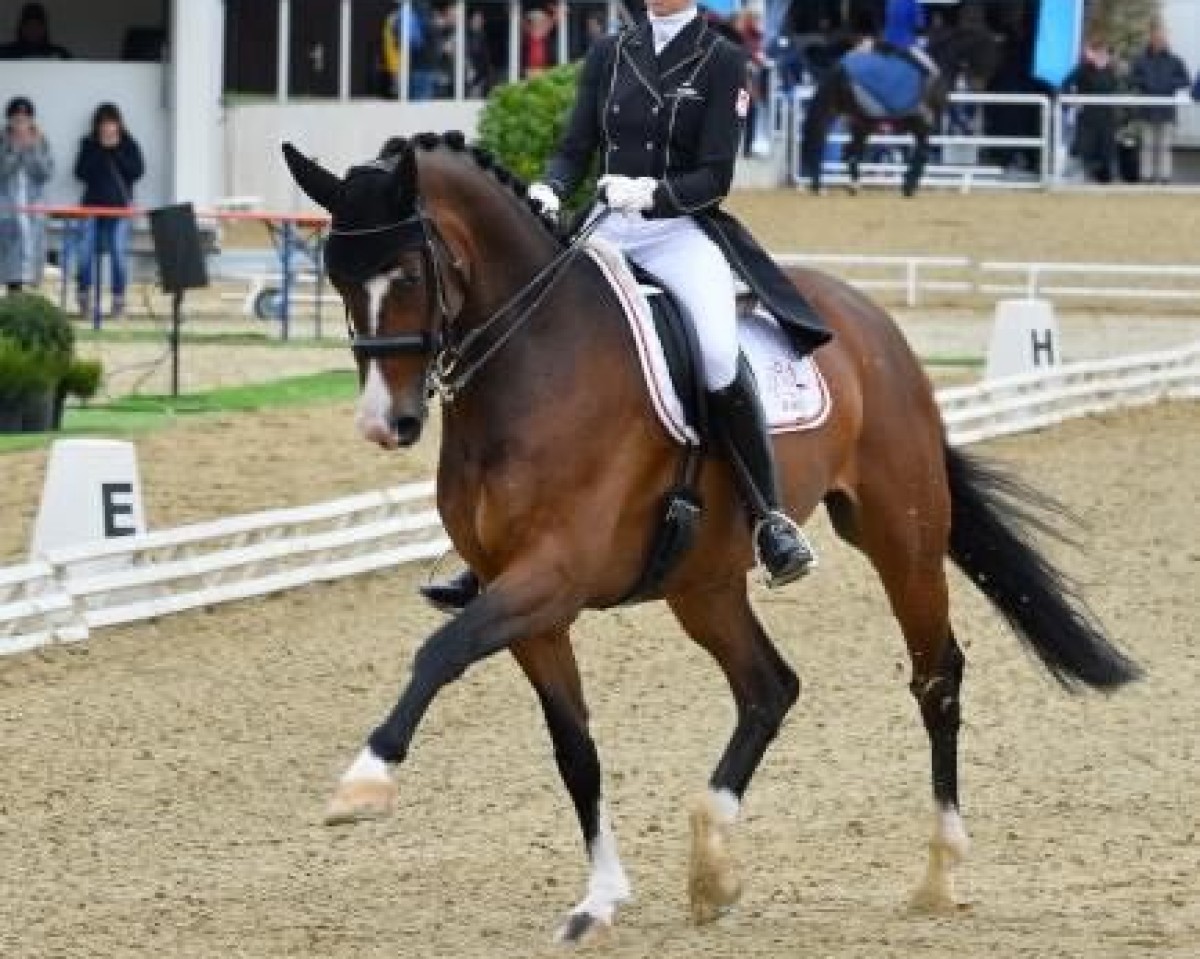dressage horse Cayuno (Mecklenburg, 2010, from Casino Royal)