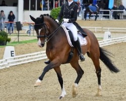 Dressurpferd Cayuno (Mecklenburger, 2010, von Casino Royal)