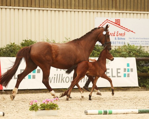 broodmare Darleen (Westphalian, 2006, from Damon Hill)