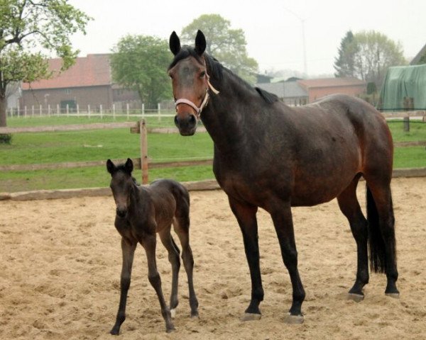 broodmare Dakota (Westphalian, 2006, from Dream On)