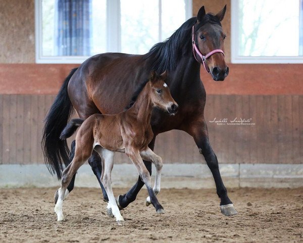 broodmare Amba (Westphalian, 2011, from Ampère)