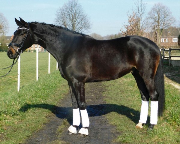 dressage horse Gridante (Westphalian, 2014, from Grimani)