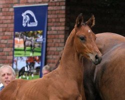 dressage horse All Star 13 (Westphalian, 2017, from Arango)