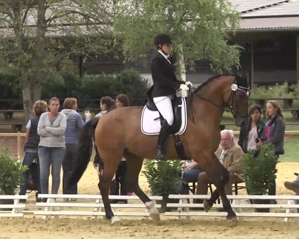 Nordbadische Meisterschaften Dressur 2016