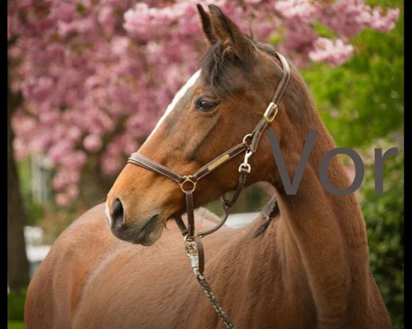 broodmare Debby (Westphalian, 1995, from Dinard L)