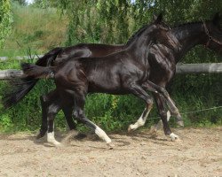 broodmare Dangelina (Oldenburg, 2019, from For Romance I)