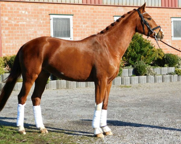 dressage horse Quel Bonheur 6 (Westphalian, 2014, from Quotenkoenig 2)