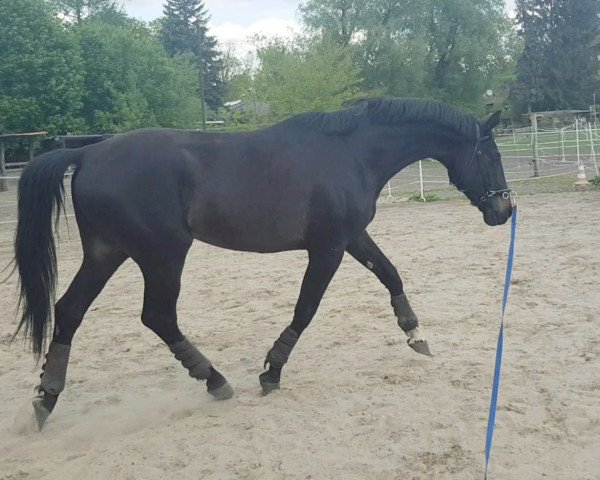 Dressurpferd Heartbreaker 85 (Oldenburger, 2015, von Herzberg)