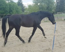 Dressurpferd Heartbreaker 85 (Oldenburger, 2015, von Herzberg)