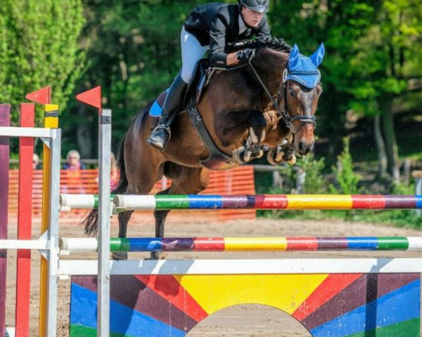 jumper Kaetman (Trakehner, 2002, from Bulrush xx)