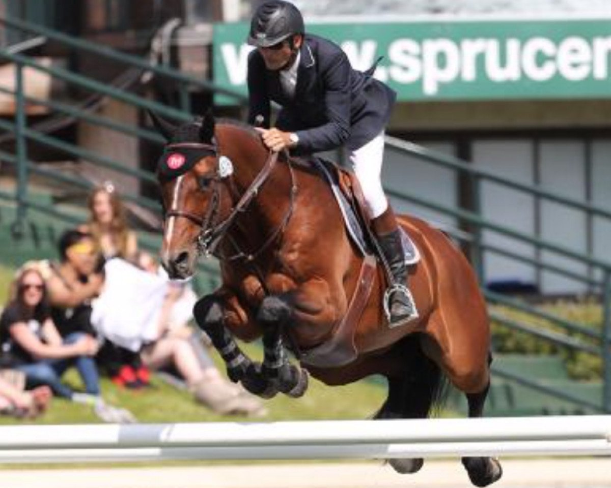 stallion Asb Conquistador (Belgian Warmblood, 2001, from Clinton)