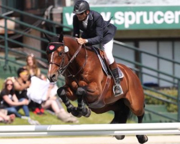 Deckhengst Asb Conquistador (Belgisches Warmblut, 2001, von Clinton)