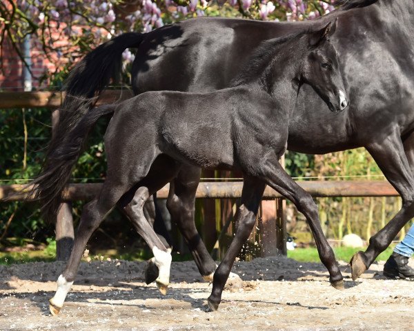 horse Sorafina (Oldenburg, 2019, from Totilas)