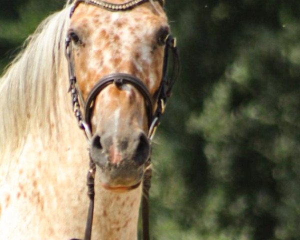 broodmare Monja (German Riding Pony, 2007, from Mac Namara)