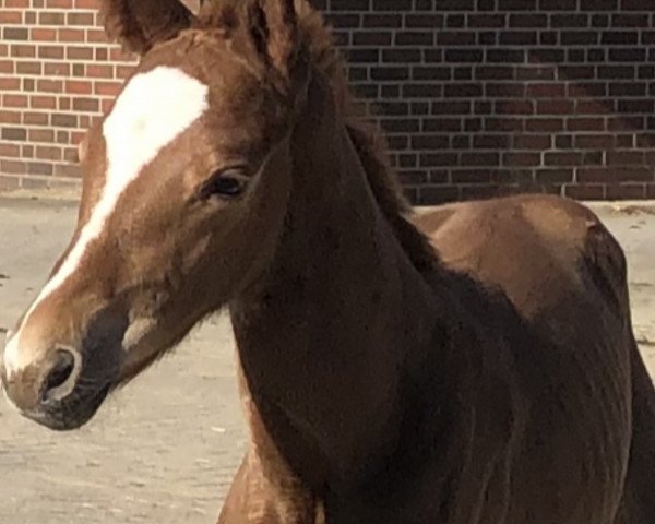 horse Icarus Eragon de Cologne (Oldenburg, 2019, from Icare d'Olympe AA)