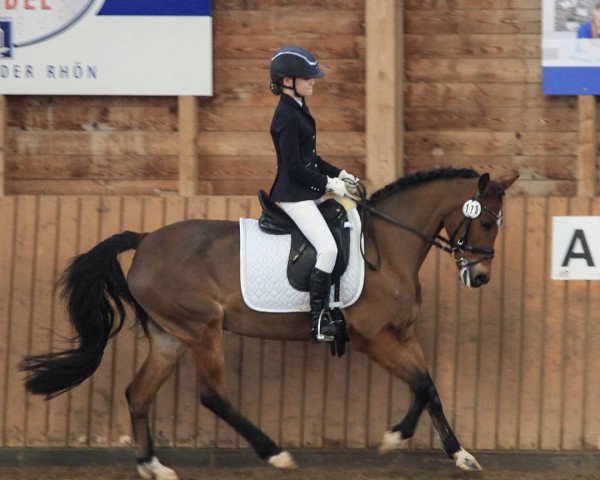 dressage horse Koedijk's Arabel (New Forest Pony, 2005, from Marnehoeve's Everest)