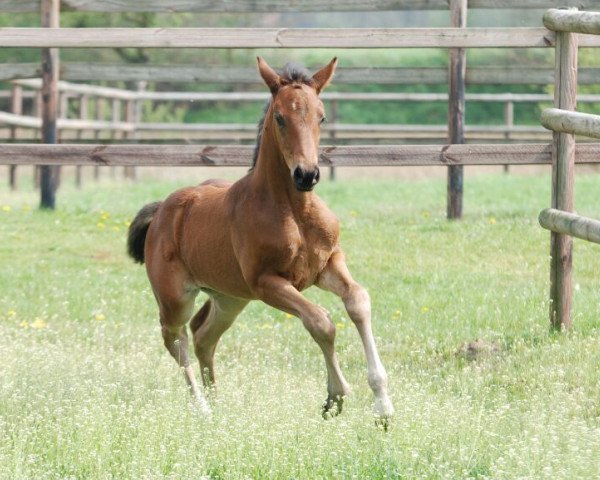 broodmare Cassiopeya 9 (Westphalian, 2014, from Captain Jack 44)