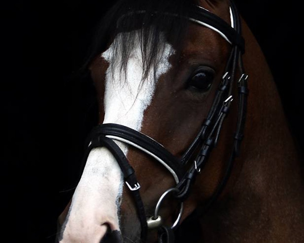 broodmare Claire de Lune (German Riding Pony, 2010, from Jonker's Socrates)