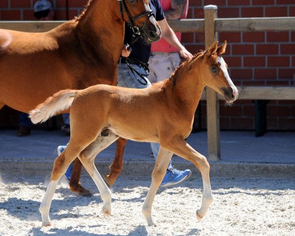 Springpferd Perfect Hugo KH (Westfale, 2019, von Pinocchio S.w.)