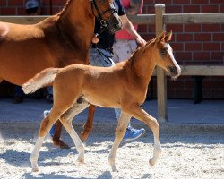 Springpferd Perfect Hugo KH (Westfale, 2019, von Pinocchio S.w.)