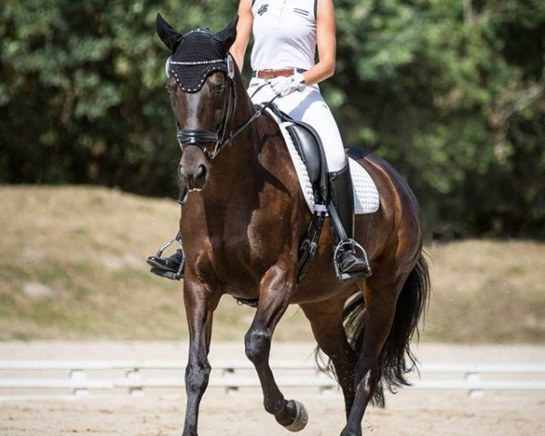 dressage horse Double Chocolate (Hanoverian, 2011, from Dauphin)