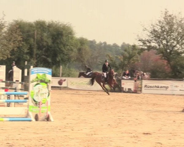 Reitturnier Lüdinghausen-Westrup 2016